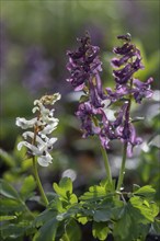 Hollow larkspur (Corydalis cava), Bad Iburg, Lower Saxony, Germany, Europe