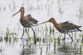 Black-tailed godwits (Limosa limosa), Lower Saxony, Germany, Europe