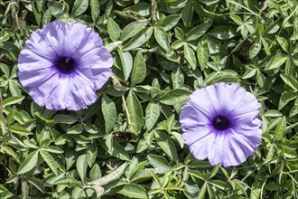 Showy bindweed (Ipomaea), Lanzarote, Canary Islands, Spain, Europe