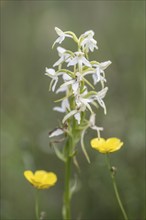 Lesser butterfly-orchid (Platanthera bifolia), Emsland, Lower Saxony, Germany, Europe