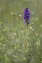 Southern marsh orchid (Dactylorhiza praetermissa), Emsland, Lower Saxony, Germany, Europe