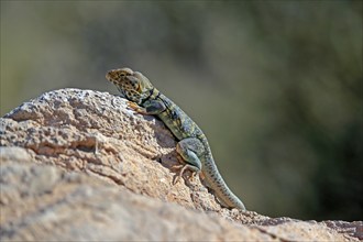 Common collared lizard (Crotaphytus collaris), adult, on rocks, foraging, warming up, sunbathing,