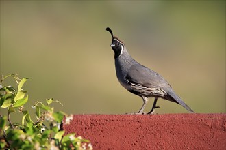 Gambel's quail (Callipepla gambelii), adult, male, alert, Sonoran Desert, Arizona, North America,