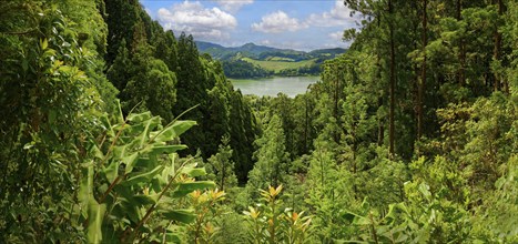 Panoramic view of a dense green forest that includes a distant lake and hills, Grena Park, Furnas,