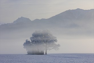 Hut in the snow, trees with hoarfrost, fog, winter, view of Benediktenwand, Loisach-Lake Kochel