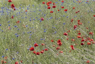 Poppy flower (Papaver Rhoeas) and cornflower (Centaurea cyanea), Mecklenburg-Vorpommern, Germany,