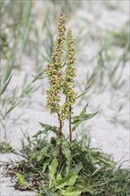 Curly amphibian (Rumex crispus), Mecklenburg-Western Pomerania, Germany, Europe