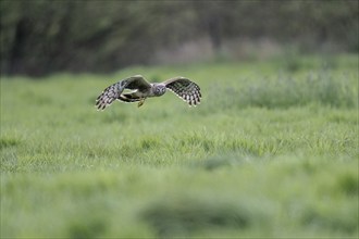 Hen harrier (Circus cyaneus), Emsland, Lower Saxony, Germany, Europe