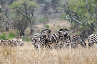 Plains zebras (Equus quagga), group in tall grass, Kruger National Park, South Africa, Africa