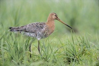 Black-tailed godwit (Limosa limosa), Lower Saxony, Germany, Europe