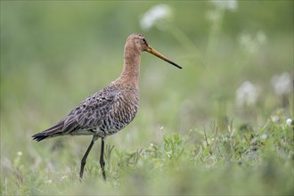 Black-tailed godwit (Limosa limosa), Lower Saxony, Germany, Europe