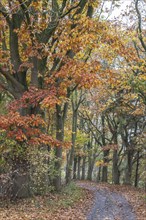 Red oaks (Quercus ruber) in autumn leaves by the roadside, Emsland, Lower Saxony, Germany, Europe