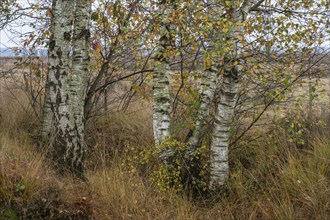 Birches (Betula pendula) in the moor in autumn leaves, Emsland, Lower Saxony, Germany, Europe