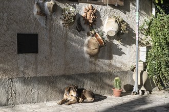 Domestic dog (Canis lupus familiaris) lying in front of a house wall decorated with kerakik,