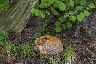 Red fox (Vulpes vulpes) sleeping curled up in forest