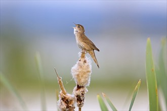 Savi's warbler (Locustella luscinioides) male singing from bulrush spike in wetland in spring