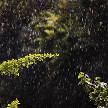 Ginkgo (Ginkgo biloba) in the rain, Witten, Ruhr area, North Rhine-Westphalia, Germany, Europe