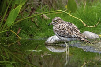 Eurasian stone-curlew, Eurasian thick-knee (Burhinus oedicnemus) foraging in shallow water of pond