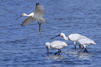 Flock of Eurasian spoonbills, common spoonbill (Platalea leucorodia) juveniles and adults foraging