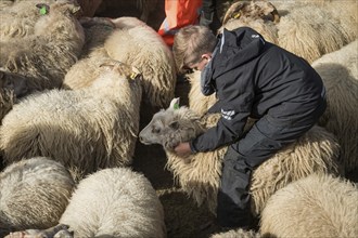 Sheep (Ovis aries) in a pen being sorted by owner, sheep round-up or réttir, near Laugarbakki,