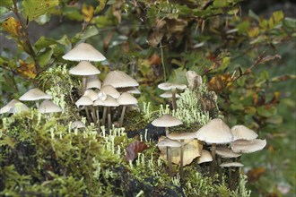 Fungus, fairies bonnet (Coprinellus disseminatus) and true cup lichen (Cladonia pyxidata) Allgäu,