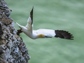 Northern Gannet, Morus bassanus, bird in flight over sea, Bempton Cliffs, North Yorkshire, England,