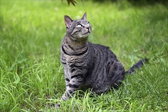 Grey tabby cat sitting in the grass