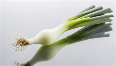 Vegetable, spring onion or spring onion, also known as winter onion, Allium fistulosum