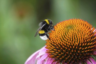 Bumblebee on a flower, summer, Germany, Europe