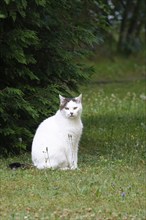 White cat, summer, Germany, Europe