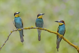 Bee-eater (Merops apiaster) Three adult birds sitting on a branch, wildlife, mating, Lake Neusiedl