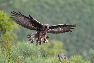 Golden eagle (Aquila chrysaetos) approaching its perch, Extremadura, Spain, Europe