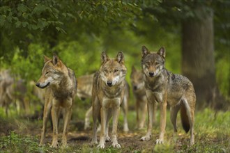 Wolf (Canis lupus), wolf pack standing on a meadow in forest, summer, Germany, Europe