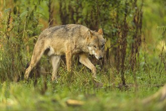 Wolf (Canis lupus), running in forest, summer, Germany, Europe