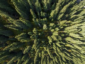 Aerial view, top-down, conifers in the forest, Jeti-Ögüz, Issyk-Kul region, Kyrgyzstan, Asia