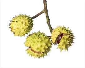 Chestnut trees (Castanea), tree, fruit, cut-out, Vechta, Lower Saxony, Germany, Europe