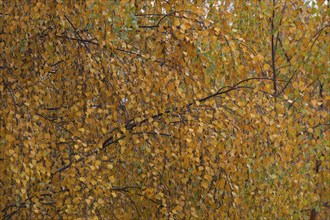 Birch (Betula spp.) tree with yellow leaves in the autumn, Suffolk, England, United Kingdom, Europe