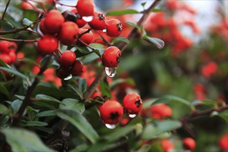 Firethorn berries (Pyracantha coccinea) with water droplets, December, Germany, Europe