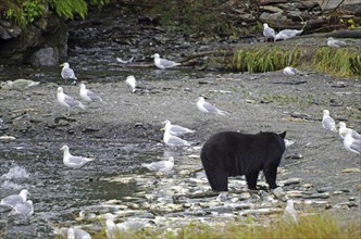 American Black Bear and seagulls on the beach, remains of dead salmon, Valdez, Alaska, USA, North