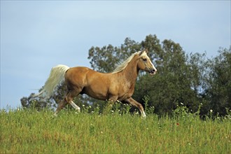 Andalusian, horse, dun, running, meadow