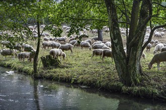 Flock of sheep (Ovis aries) grazing by a river, fenced in pasture, Franconian Switzerland,