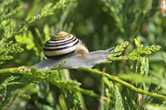 Garden ribbon snail (Cepaea hortensis), Valais, Switzerland, Europe