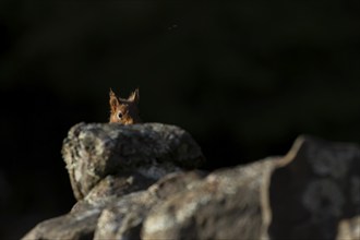 Red squirrel (Sciurus vulgaris) adult animal on a dry stone wall, Yorkshire, England, United