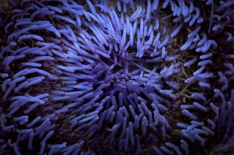 Close-up, flower of the artichoke (Cynara cardunculus) Stuttgart, Baden-Württemberg, Germany,