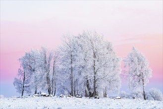 Frosty grove of trees at sunset with a pink sky a cold winter evening. Sweden