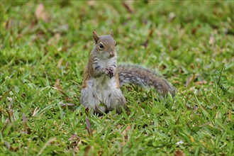 Grey Squirrel (Sciurus carolinensis), on meadow, springtime, Florida, USA, North America