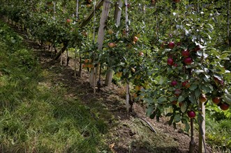 Apple variety Golden Delicious, Gala, apple orchard, fruit orchard, agriculture, agribusiness,