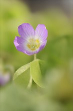 Common wood sorrel (Oxalis acetosella), flower with pink petals, North Rhine-Westphalia, Germany,