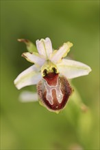 Ragwort in splendour (Ophrys splendida), flower, Provence, southern France