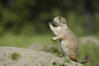 Black-tailed prairie dog (Cynomys ludovicianus) foraging, captive, occurring in North America